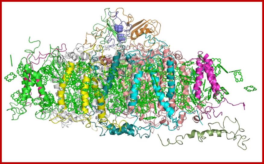 https://upload.wikimedia.org/wikipedia/commons/b/b5/Photosystem_I.jpg