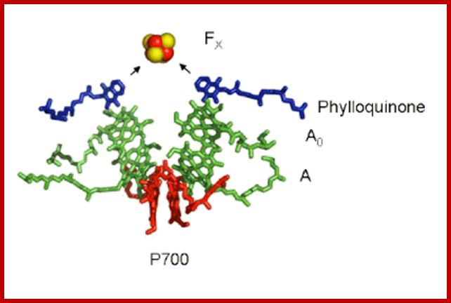 http://photobiology.info/Yocum-PRC_files/Fig7.gif