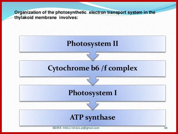 the-process-of-photosynthesis-48-638