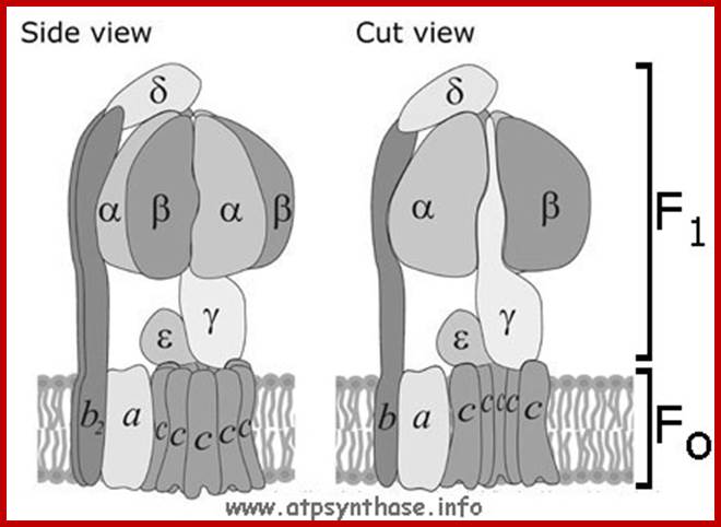 ATP synthase illustrative pic