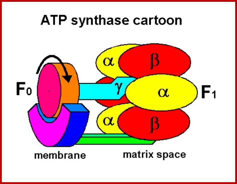 atpase