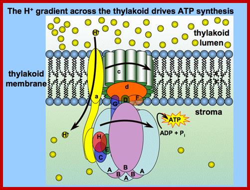 atpsynthase