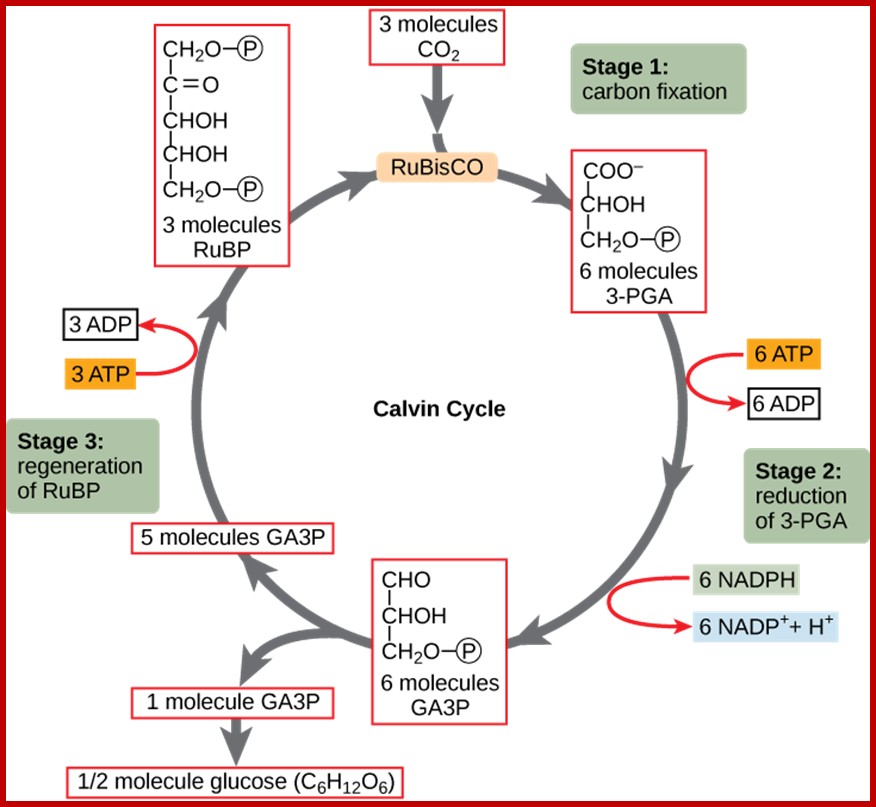 http://cnx.org/content/m44449/latest/Figure_08_03_02f.png