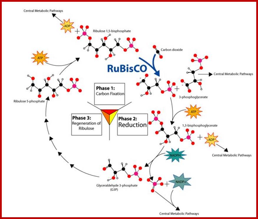 http://www.eplantscience.com/index/images/Plant%20Cells/Photosynthesis/calvin_cycle_large.JPG