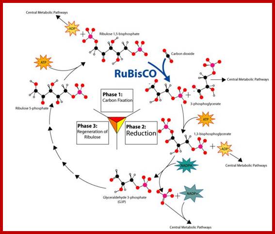 calvin_cycle_large