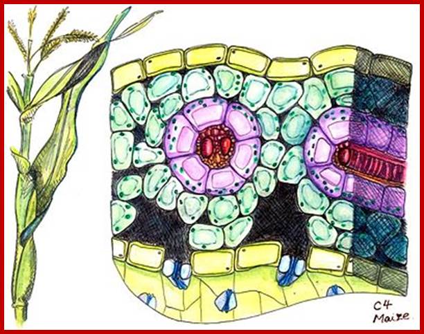 400px-Cross_section_of_maize%2C_a_C4_plant