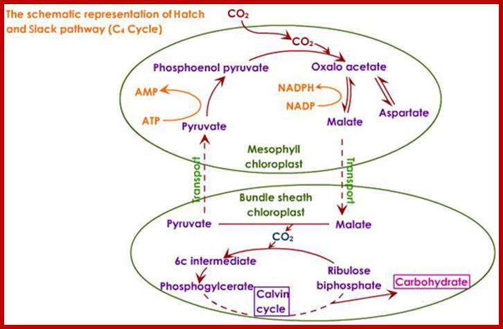 c4-pathway