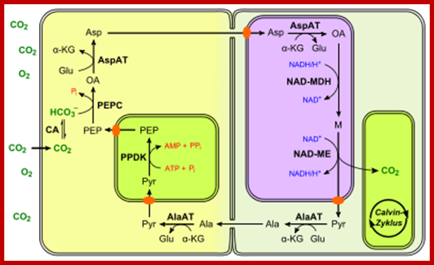 400px-C4_photosynthesis_NAD-ME_type