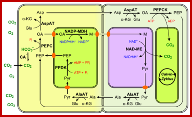 400px-C4_photosynthesis_PEPCK_type