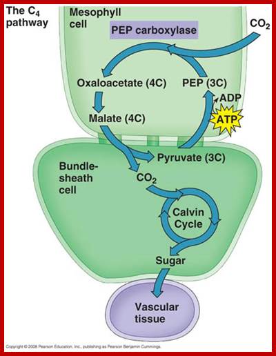 C4_pathway