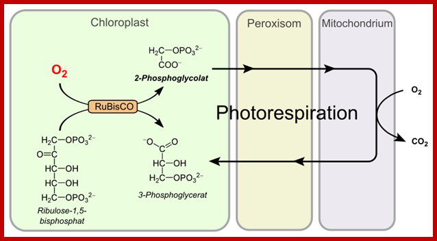 820px-Photorespiration_allgemein