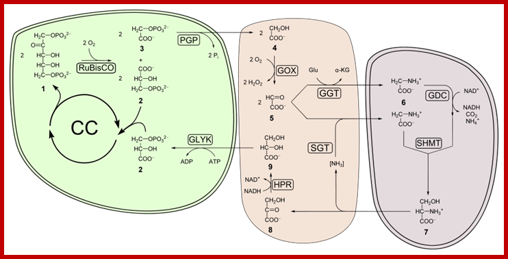 920px-Photorespiration