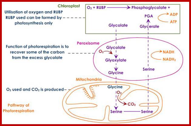 pathway of photorespiration