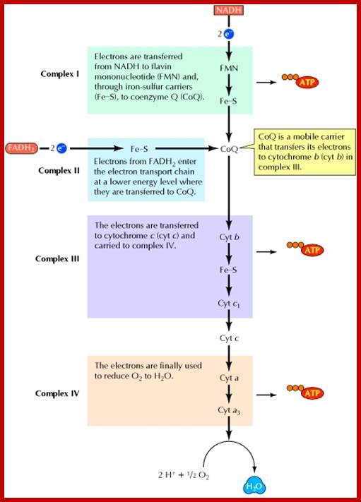 Figure 2.35. The electron transport chain.