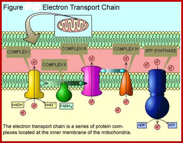 cellbiology_oxidative3