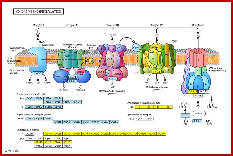 Oxidative phosphorylation