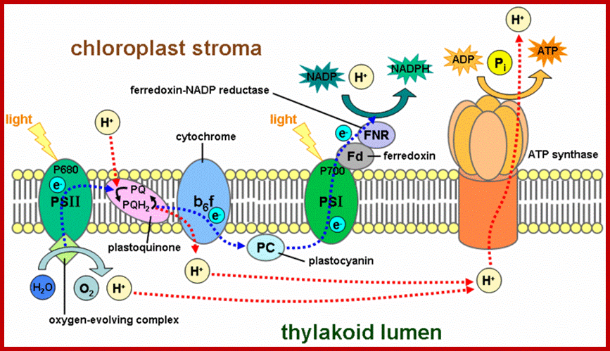 Light Reaction