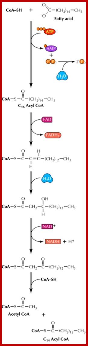 Figure 2.36. Oxidation of fatty acids.