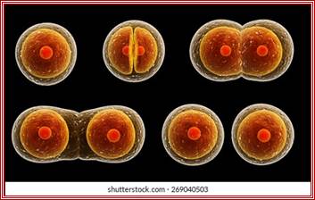 Process division of cell. Isolated on black background