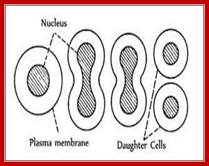 Amitosis - QS Study