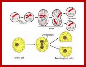 Learn Amitosis in 2 minutes.