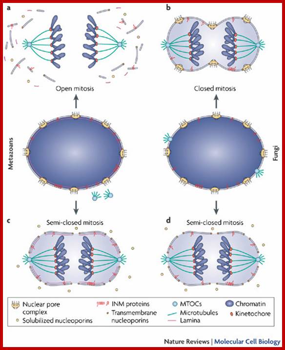 Orchestrating nuclear envelope disassembly and reassembly during mitosis