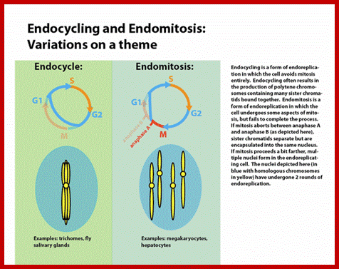 Description: https://upload.wikimedia.org/wikipedia/commons/thumb/9/99/Endocycling_vs._endomitosis.png/550px-Endocycling_vs._endomitosis.png