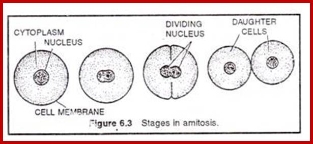 Description: http://www.biologydiscussion.com/wp-content/uploads/2014/12/clip_image002134.jpg