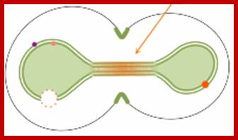 Diffusion barrier