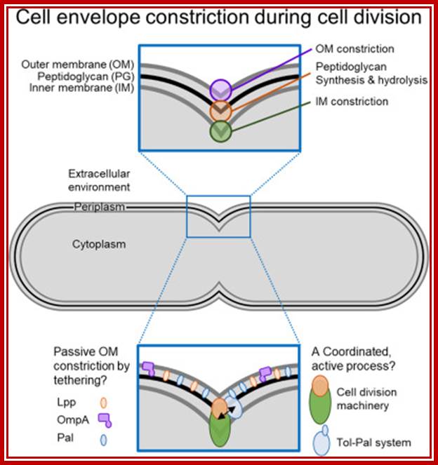 Bacterial outer membrane constriction - Egan - 2018 - Molecular  Microbiology - Wiley Online Library