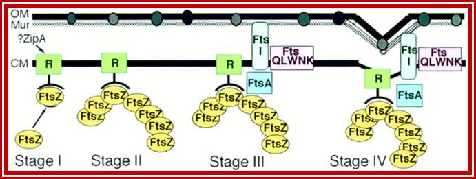 Bacterial Cell Division: The Cycle of the Ring: Cell