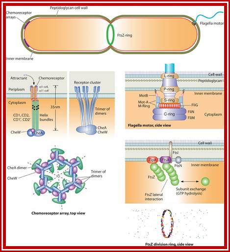Microstructures in the bacterial cell. Structures such as the chemoreceptor array, the FtsZ ring, and the flagellar motor are made of multiple subunits operating in a coordinated fashion. Many of these assembled structures have been observed directly in electron microscopy images (23, 61, 95, 96). The properties of these structures are unique because the mechanics and chemistry in the subunits are coupled. Subunits are also mechanically coupled to each other, leading to cooperative effects. 