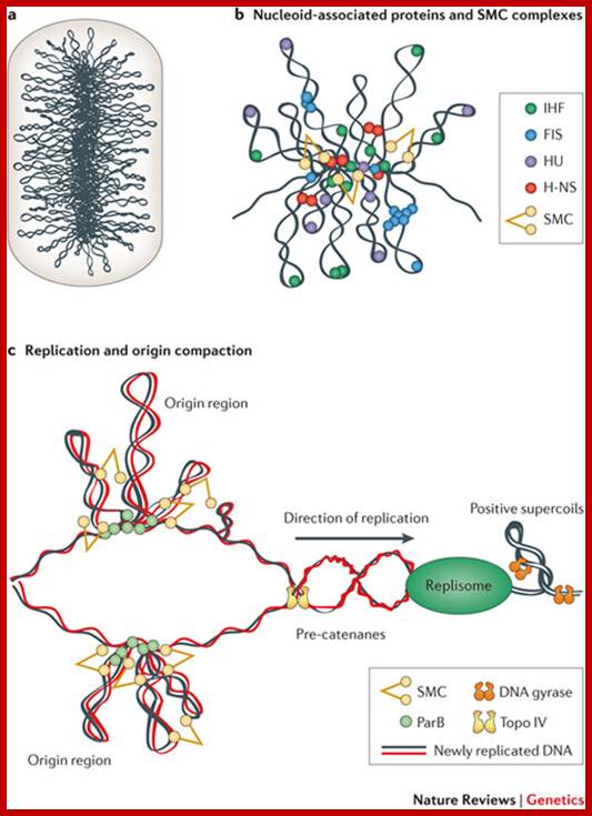 Organization and segregation of bacterial chromosomes