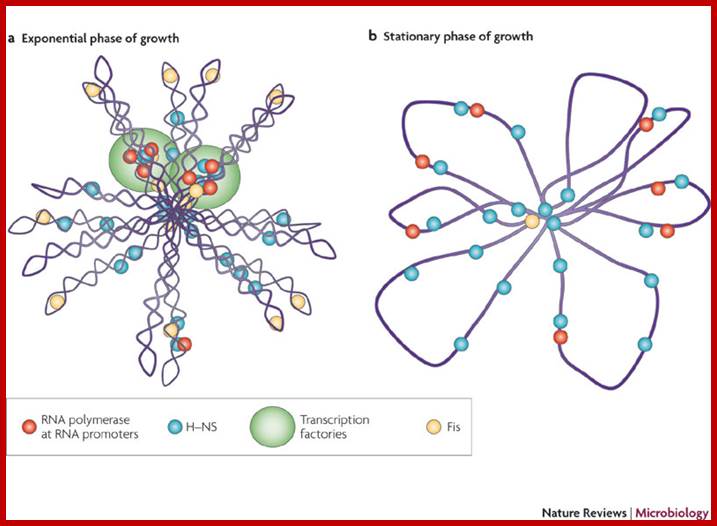 Bacterial nucleoid-associated proteins, nucleoid structure and gene expression