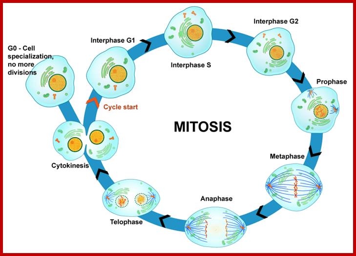 Mitosis in the eukaryotic cell cycle