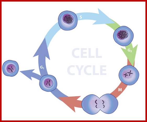 A series of arrows arranged in a circle show the four phases of the cell cycle. An illustrated circular cell is shown in each phase, and contains a round nucleus at its center, which encloses chromosomes. An arrow represents each transition between phases.