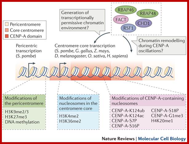 Description: http://www.nature.com/nrm/journal/v17/n1/images/nrm.2015.5-f4.jpg