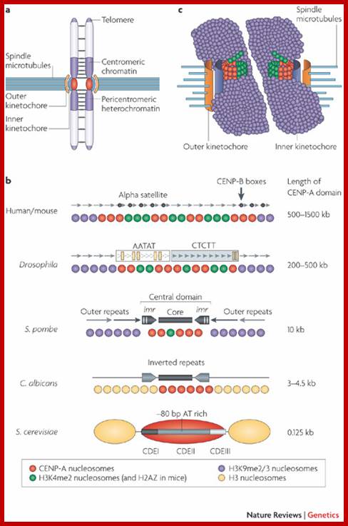 Description: Epigenetic regulation of centromeric chromatin: old dogs, new tricks?