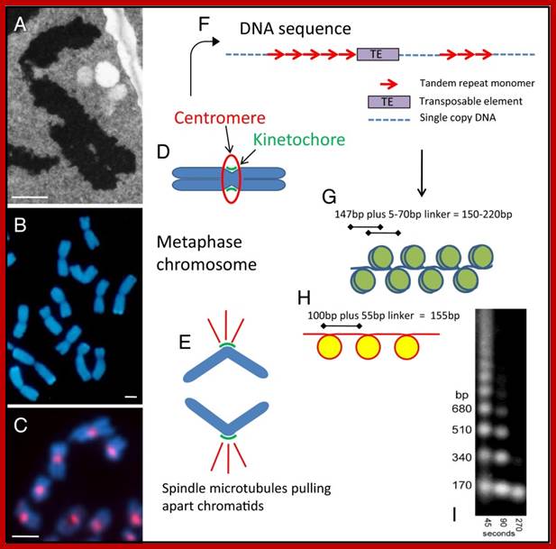 An external file that holds a picture, illustration, etc.
Object name is pnas.1319945110fig01.jpg