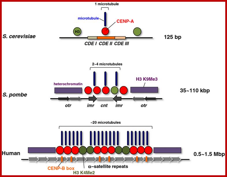 Description: Figure 1