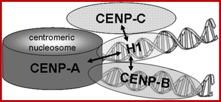 Description: Schematic representation of centromeric chromatin with a CENP-A containing nucleosome. In this model, the internucleosomal linker DNA is alternatively occupied by histone H1 and CENP-B. The arrows indicate the protein associations detected in this study.