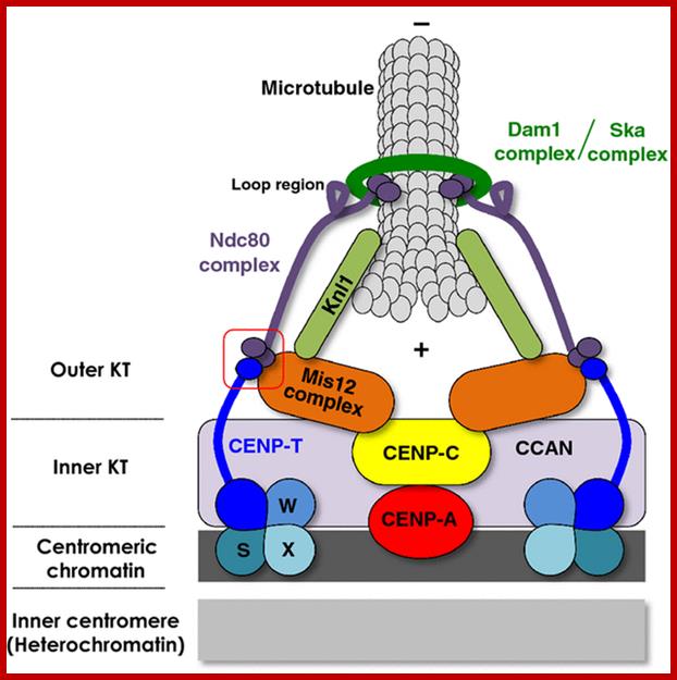 Description: Figure 2