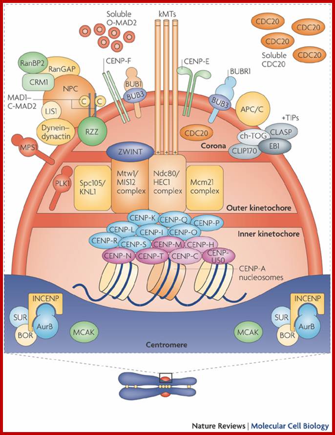 Description: Figure 4: The centromerekinetochore region.At the heart of the kinetochore is a specialized nucleosome that contains centromere protein (CENP)-A, a histone H3 homologue48. Several inner-kinetochore components (cyan and purple ovals) associate with kinetochores throughout the cell cycle48, 174, 175. Many other proteins, including those in multiprotein complexes that contain the Ndc80/HEC1, Mtw1/MIS12, minichromosome maintenance protein-21 (Mcm21) and spindle pole component (Spc)105/KNL-1 proteins, are recruited to the outer kinetochore specifically in mitosis. They provide a landing platform for the spindle-assembly checkpoint (SAC) proteins56. The Ndc80/HEC1 complex seems to be directly involved in microtubule binding80, 81. Several microtubule-plus-end-binding proteins (+TIPs) are important for microtubulekinetochore attachment176. Borealin (BOR), survivin (SUR), Aurora-B (AurB), inner centromere protein (INCENP) and mitotic centromere-associated kinesin (MCAK) preferentially populate the centromere region and regulate the stability of microtubulekinetochore attachments. They have been implicated in the correction of attachment errors94. Several subunits of the nuclear pore complex (NPC) also localize to mitotic kinetochores, but their kinetochore function is unclear. The anaphase-promoting complex/cyclosome (APC/C) is recruited to mitotic kinetochores in a SAC-dependent manner77, 107. The ROD (rough deal)ZW10 (zeste white-10)ZWILCH (RZZ) complex mediates kinetochore recruitment of mitotic-arrest deficient homologue (MAD)1MAD2 (Ref. 31). Large cytosolic pools of MAD2 and CDC20 exist besides the populations that are recruited to the kinetochore. This might be true for other SAC proteins, including budding uninhibited by benzimidazole (BUB)R1 and BUB3, and for the APC/C itself. As discussed in the main text, MAD2 adopts two conformations, O-MAD2 (open MAD2) and C-MAD2 (closed MAD2), which are depicted as red circles (O-MAD2) and yellow circles (C-MAD2). Most proteins indicated in this drawing are present at kinetochores in all metazoans. CLASP, CLIP-associating protein-1; CLIP170, cytoplasmic linker protein-170; EB1, end-binding protein-1; kMTs, kinetochore microtubules; LIS1, lissencephaly-1; MPS1, multipolar spindle-1; PLK1, polo-like kinase-1; RanBP2, Ran-binding protein-2; RanGAP, Ran-GTPase-activating protein; ZWINT, ZW10 interactor.