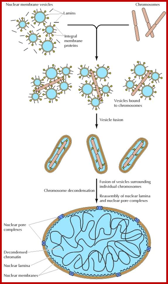 Figure 8.34. Re-formation of the nuclear envelope.