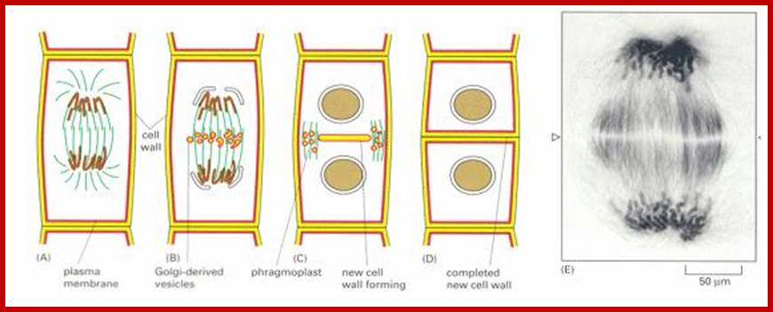 File:Steps in plant cell cytokinesis.jpeg