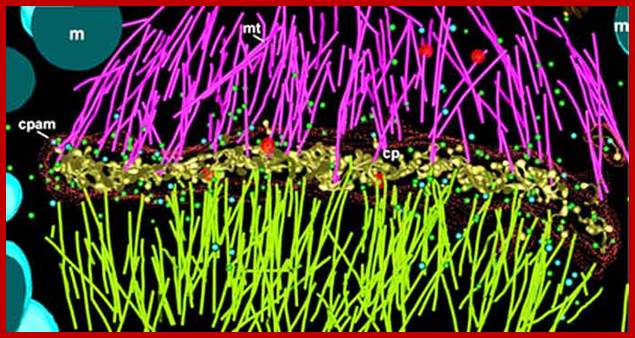 Tomography cell plate