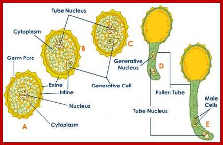 Description: Image result for Pollen grains development in Angiosperms