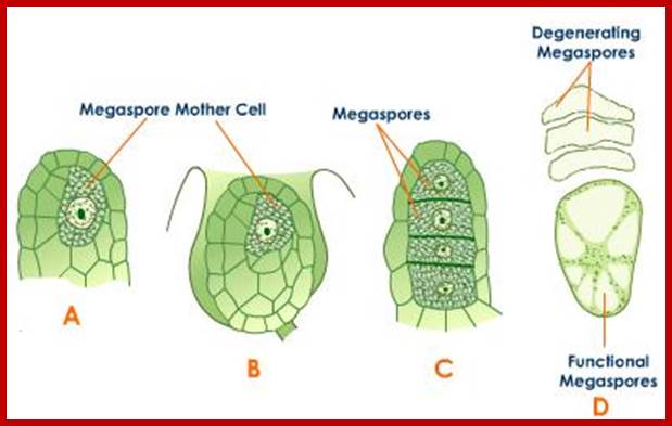 Description: Image result for embryosac development in Angiosperms