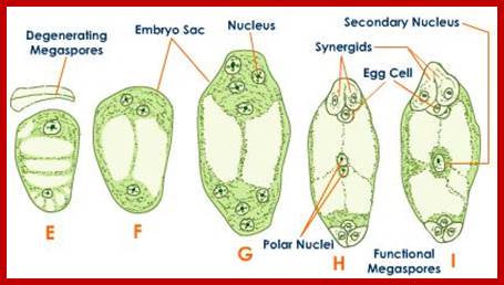 Description: http://images.tutorvista.com/content/flowering-plants-reproduction/embryo-sac-from-the-functional-megaspore.jpeg