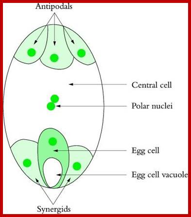 Description: Image result for embryosac development in Angiosperms